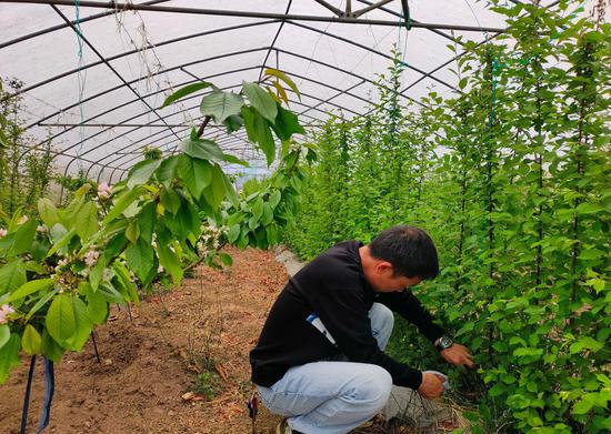 用于嫁接车厘子苗的野樱桃苗长势良好