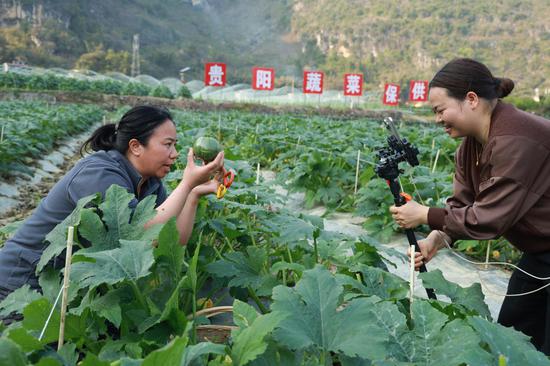 主播在田间直播卖小瓜