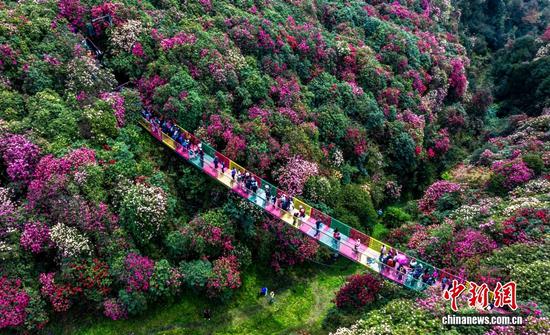 百里杜鹃景区覆盖大方县普底、大水、黄泥和黔西县金坡、仁和的多个乡镇,绵延百余里,品种、色彩繁多,而普底、金坡更是精华花点,定名为“百里杜鹃”。图为2026年3月29日,在贵州省毕节市百里杜鹃管理区普底景区拍摄的盛花期景色。范晖 摄 百里杜鹃景区覆盖大方县普底、大水、黄泥和黔西县金坡、仁和的多个乡镇,绵延百余里,品种、色彩繁多,而普底、金坡更是精华花点,定名为“百里杜鹃”。图为2026年3月29日,在贵州省毕节市百里杜鹃管理区普底景区拍摄的盛花期景色。范晖 摄