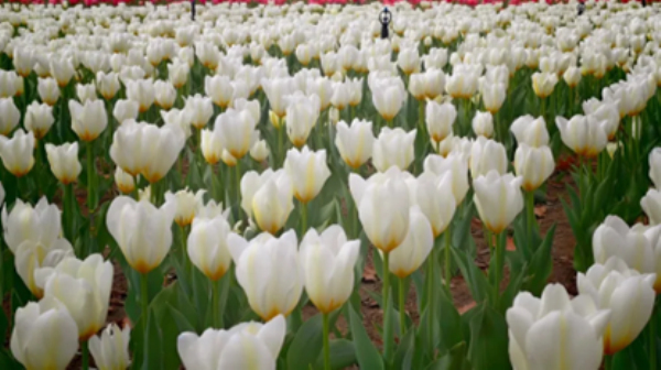 本次景区共种植25万株郁金香，占地15.3亩，涵盖15个优质品种。红、粉、黄、紫等各色花朵层层叠叠、迎风摇曳，与苍劲胡杨、澄澈湖水相映成趣，勾勒出色彩绚丽的春日画卷。