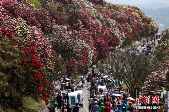 2024年4月3日,航拍位于贵州省毕节市的百里杜鹃景区。(无人机照片) 2024年4月3日,航拍位于贵州省毕节市的百里杜鹃景区。(无人机照片)