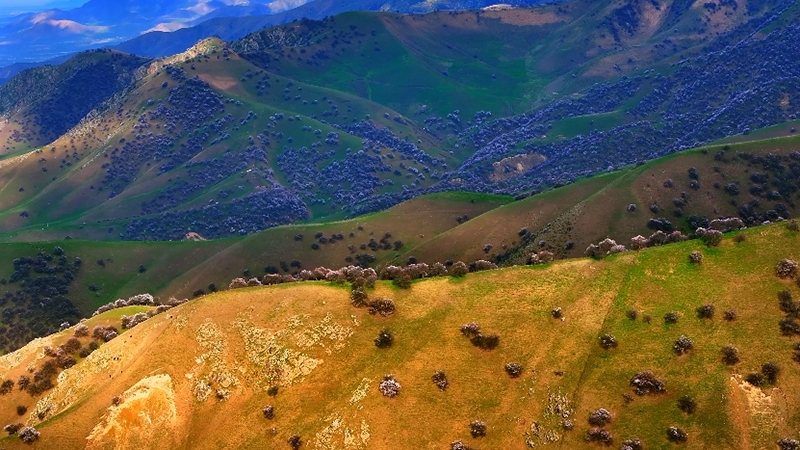 大美边疆看我家丨航拍伊犁河谷野杏林