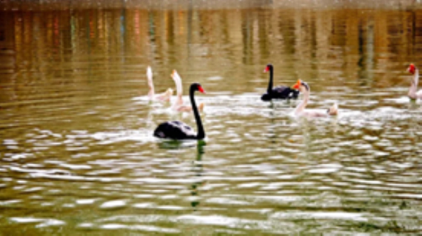 天鹅或游弋于澄澈湖面，或驻足岸边，与绚烂花海相映成趣，形成 “花鸟同窗” 的诗意景致。