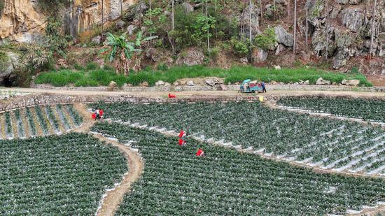 坪寨村蔬菜种植坝区一角