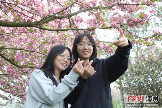 独山县朵罗村1800亩茶樱相映醉春光