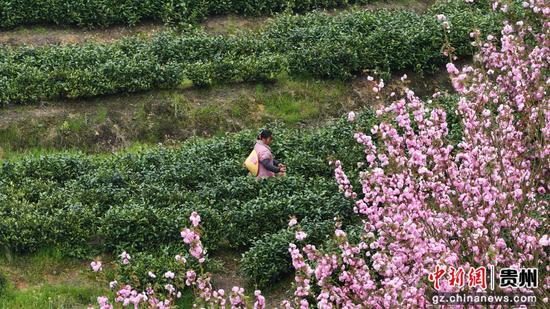 独山县朵罗村1800亩茶樱相映醉春光