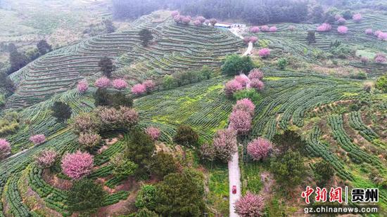 独山县朵罗村1800亩茶樱相映醉春光