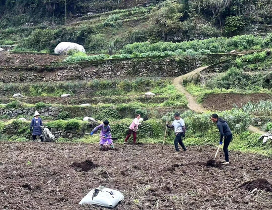 良村镇吼滩村群众正在施底肥，为韭菜种植做准备。任思宇 摄