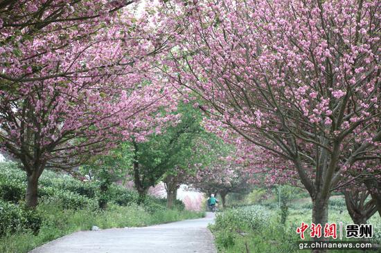 独山县朵罗村1800亩茶樱相映醉春光