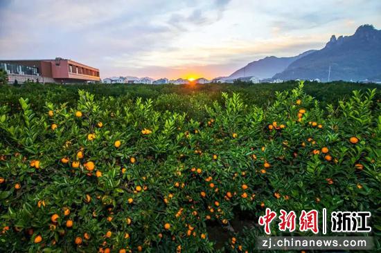 漫天霞光映橘园。图源:黄岩文旅 漫天霞光映橘园。图源:黄岩文旅