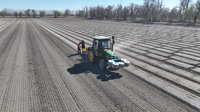 兵团第九师一六二团“加工洋葱”拉开春播序幕