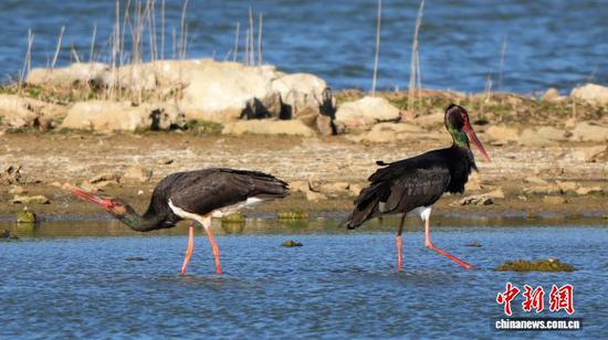 4月9日，在贵州省毕节市威宁彝族回族苗族自治县草海国家级自然保护区湿地，被誉为“鸟中大熊猫”的国家一级重点保护野生动物黑鹳，悠然觅食，尽享春光，勾勒出一幅生机盎然的春日生态美景。岳刚  摄