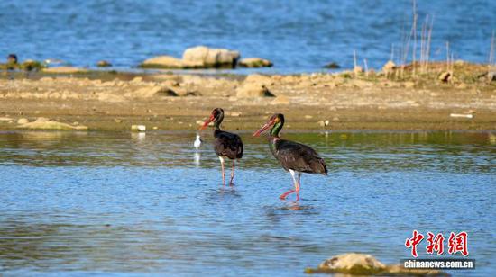 4月9日，在贵州省毕节市威宁彝族回族苗族自治县草海国家级自然保护区湿地，被誉为“鸟中大熊猫”的国家一级重点保护野生动物黑鹳，悠然觅食，尽享春光，勾勒出一幅生机盎然的春日生态美景。岳刚  摄