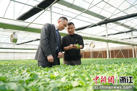 农行温州分行“春耕”服务队队员走访农业基地。 农行温州分行 供图 农行温州分行“春耕”服务队队员走访农业基地。 农行温州分行 供图