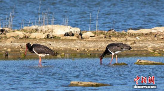 4月9日，在贵州省毕节市威宁彝族回族苗族自治县草海国家级自然保护区湿地，被誉为“鸟中大熊猫”的国家一级重点保护野生动物黑鹳，悠然觅食，尽享春光，勾勒出一幅生机盎然的春日生态美景。岳刚  摄