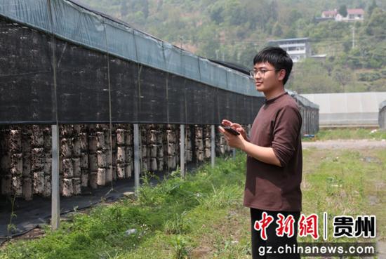 图为技术员利用智慧监测系统对大棚进行操作,调整棚内木耳生长环境。杨文美摄 图为技术员利用智慧监测系统对大棚进行操作,调整棚内木耳生长环境。杨文美摄