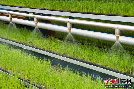 一体化托苗机正在进行浇灌。 姚莉 摄