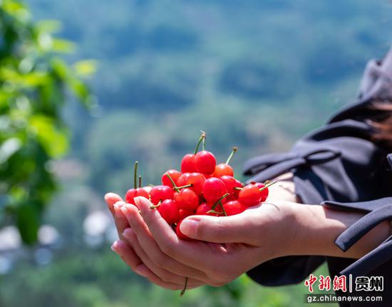 2026年4月9日,游客在贵州省黔南布依族苗族自治州罗甸县木引镇水井村樱桃种植基地展示刚采摘的樱桃。董峰应 摄 2026年4月9日,游客在贵州省黔南布依族苗族自治州罗甸县木引镇水井村樱桃种植基地展示刚采摘的樱桃。董峰应 摄