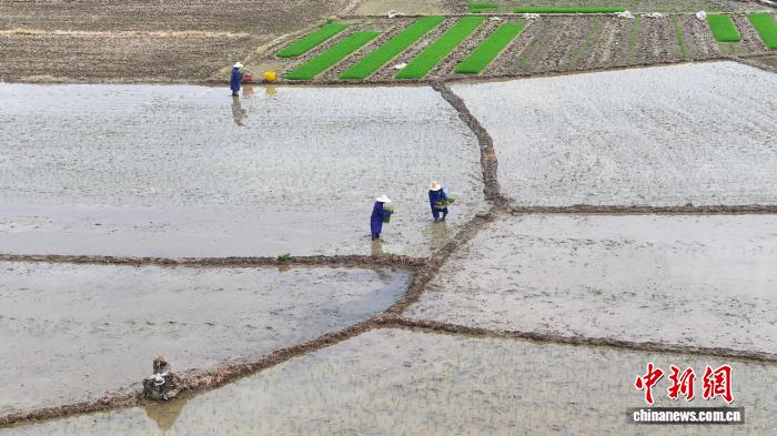 广西仫佬山乡早稻耕作忙