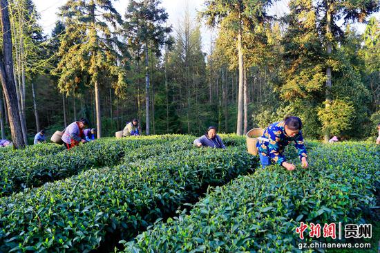村民在田坝社区仙人岭茶园务工增收。饶云 摄 村民在田坝社区仙人岭茶园务工增收。饶云 摄
