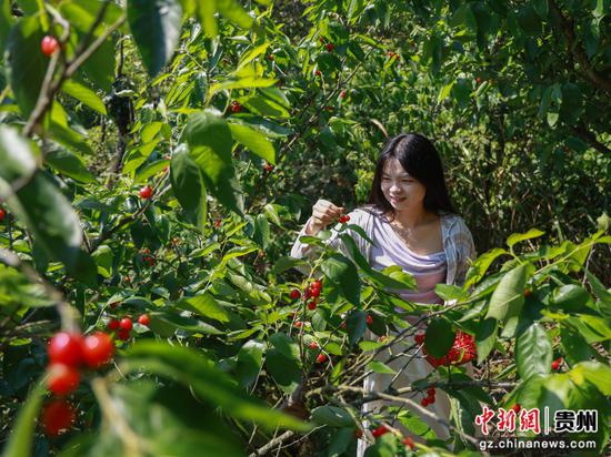 4月9日,游客在罗甸县木引镇水井村樱桃种植基地采摘樱桃。史传鸿 摄 4月9日,游客在罗甸县木引镇水井村樱桃种植基地采摘樱桃。史传鸿 摄