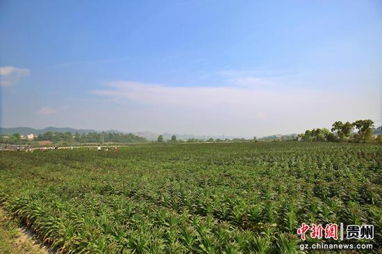 惠水县好花红镇金田村莴笋种植基地 惠水县好花红镇金田村莴笋种植基地