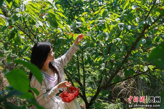 4月9日,游客在罗甸县木引镇水井村樱桃种植基地采摘樱桃。史传鸿 摄 4月9日,游客在罗甸县木引镇水井村樱桃种植基地采摘樱桃。史传鸿 摄