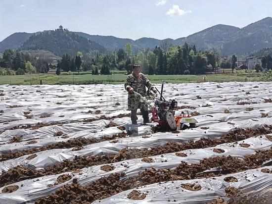 松桃普觉辣椒种植基地里,村民们用机械给辣椒苗打孔。 松桃普觉辣椒种植基地里,村民们用机械给辣椒苗打孔。