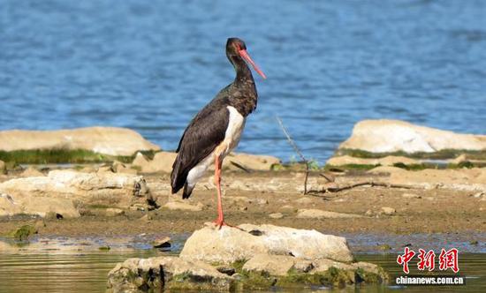 4月9日，在贵州省毕节市威宁彝族回族苗族自治县草海国家级自然保护区湿地，被誉为“鸟中大熊猫”的国家一级重点保护野生动物黑鹳，悠然觅食，尽享春光，勾勒出一幅生机盎然的春日生态美景。岳刚  摄