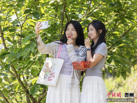4月9日,游客在罗甸县木引镇水井村樱桃种植基地游玩拍照,体验采摘乐趣。史传鸿 摄 4月9日,游客在罗甸县木引镇水井村樱桃种植基地游玩拍照,体验采摘乐趣。史传鸿 摄