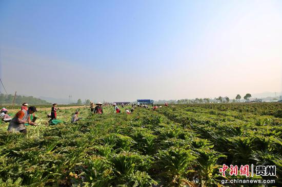 工人正在采收莴笋 工人正在采收莴笋