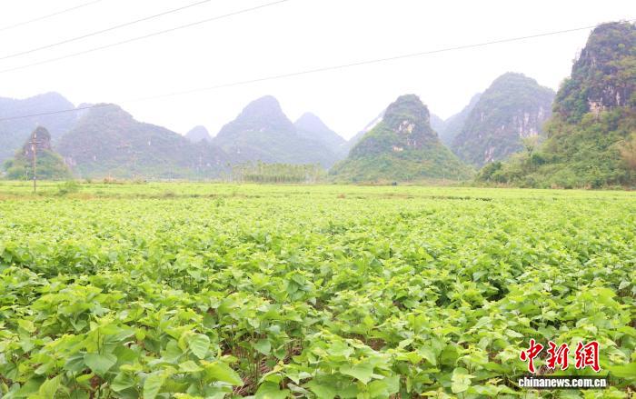 春日蚕事忙 桑蚕产业“织”就广西乡村富民新图景
