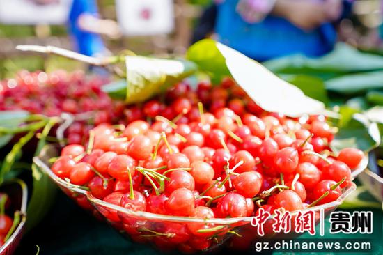 镇宁樱桃 镇宁樱桃