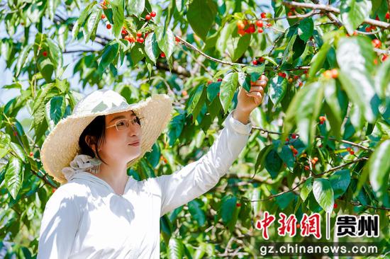 游客正在采摘樱桃 游客正在采摘樱桃