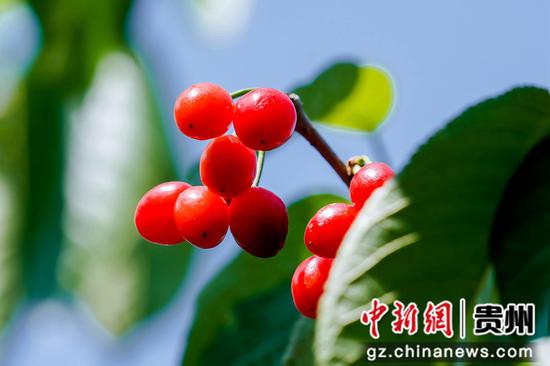 镇宁樱桃 镇宁樱桃