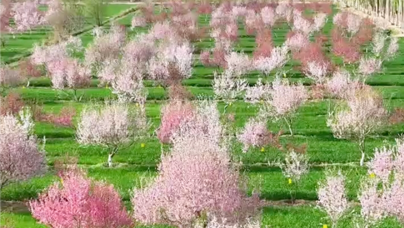 大美边疆看我家丨新疆库车百亩桃花梨花竞相绽放