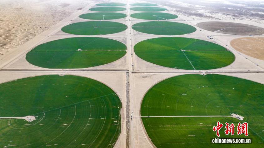 沙地变良田 塔克拉玛干沙漠边缘现“绿色圆盘”