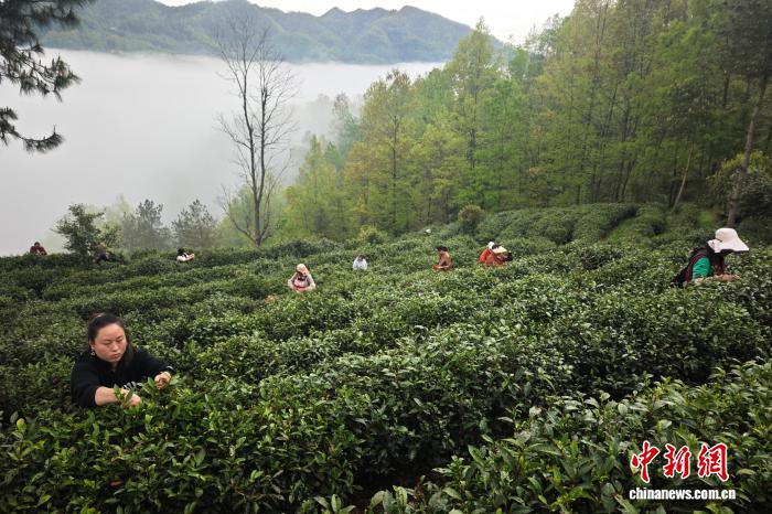 （乡村行·看振兴）大巴山腹地农文旅融合 激活春日经济新活力