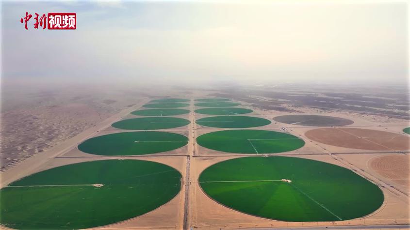沙地变良田 塔克拉玛干沙漠边缘现“绿色圆盘”