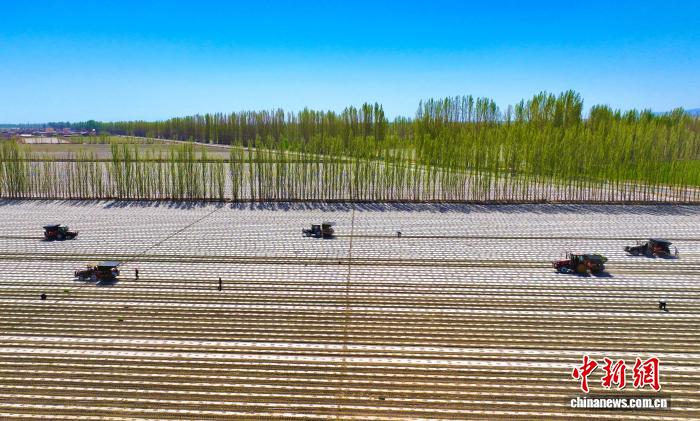 新疆焉耆垦区22万亩辣椒机械化移栽全面展开