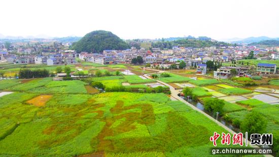 安顺鲍家屯千亩油菜籽田现“鲍”字景观