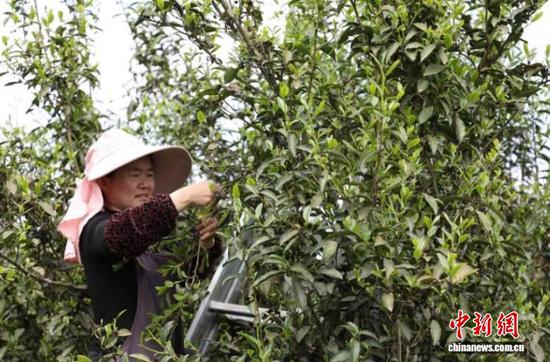 图为茶农在沿河自治县塘坝镇榨子村搭梯登高采摘茶叶。田烈 摄 图为茶农在沿河自治县塘坝镇榨子村搭梯登高采摘茶叶。田烈 摄