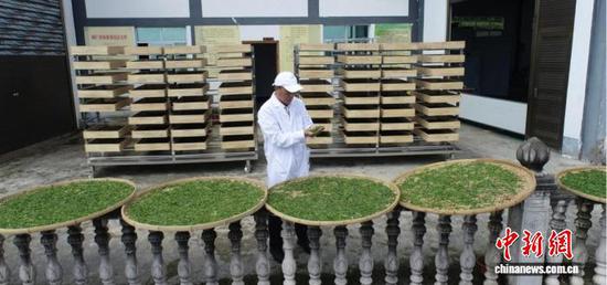 图为摊放的古茶树茶青。田烈 摄 图为摊放的古茶树茶青。田烈 摄
