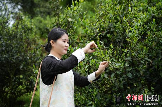 采风团嘉宾体验采茶。 采风团嘉宾体验采茶。