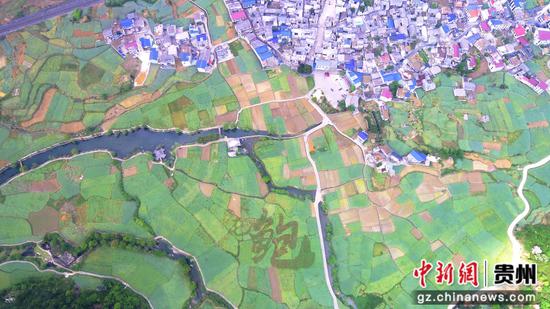 安顺鲍家屯千亩油菜籽田现“鲍”字景观