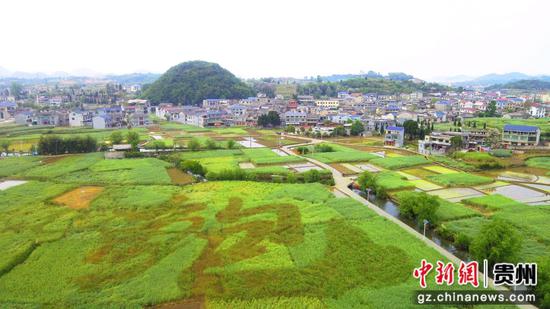 安顺鲍家屯千亩油菜籽田现“鲍”字景观