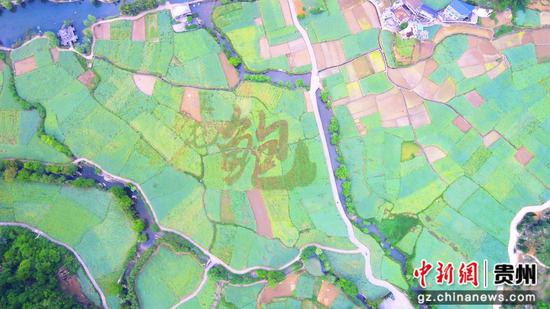 安顺鲍家屯千亩油菜籽田现“鲍”字景观