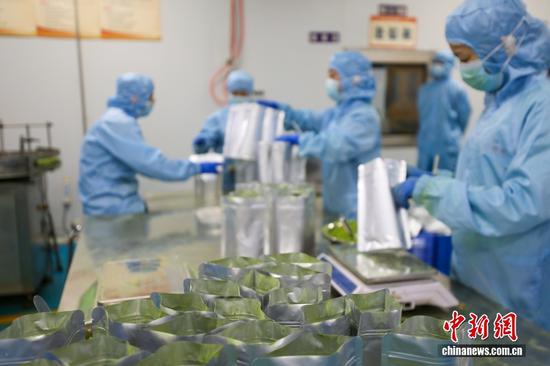 图为工人在铜仁一抹茶加工车间加工抹茶。李鹤摄 图为工人在铜仁一抹茶加工车间加工抹茶。李鹤摄