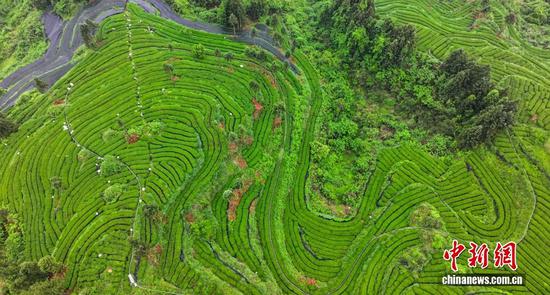 铜仁的梵净山奇观与现代化抹茶生产线相映成趣,让“中国抹茶之都”的名片更加闪亮。图为村民在铜仁市江口县坝盘镇挂扣村抹茶种植基地采割抹茶鲜叶。 铜仁的梵净山奇观与现代化抹茶生产线相映成趣,让“中国抹茶之都”的名片更加闪亮。图为村民在铜仁市江口县坝盘镇挂扣村抹茶种植基地采割抹茶鲜叶。