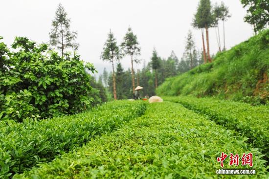 铜仁位于北纬27度黄金产茶带,地处梵净山麓,拥有高海拔、多云雾、低污染的生态环境,土壤呈弱酸性,利于茶树积累内含物质。图为村民在贵州省铜仁市江口县坝盘镇挂扣村抹茶种植基地采割抹茶鲜叶。 铜仁位于北纬27度黄金产茶带,地处梵净山麓,拥有高海拔、多云雾、低污染的生态环境,土壤呈弱酸性,利于茶树积累内含物质。图为村民在贵州省铜仁市江口县坝盘镇挂扣村抹茶种植基地采割抹茶鲜叶。